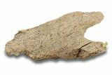 Hadrosaur (Edmontosaurus) Maxilla Section - Wyoming #280404-2